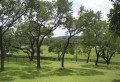 60 Oak filled acres